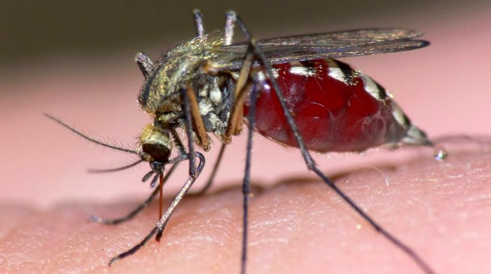 62-people-infected-with-dengue-in-rupandehi